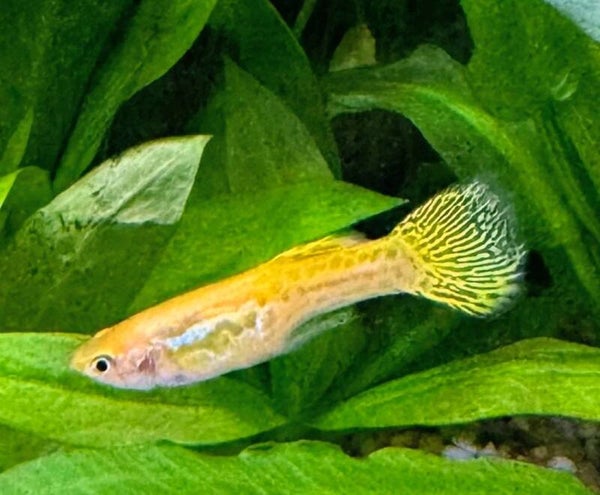 Golden Cobra Male