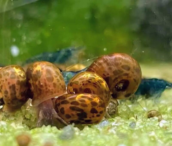 Leopard Ramshorn Snails