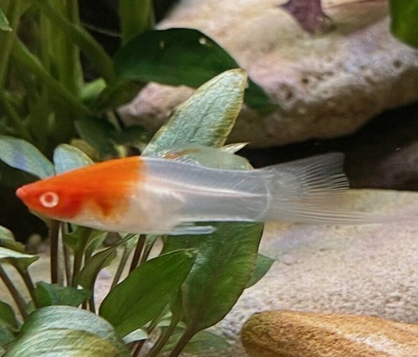 SWORDTAIL - Kohaku Red & White