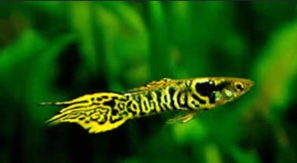 Tiger Endlers Male