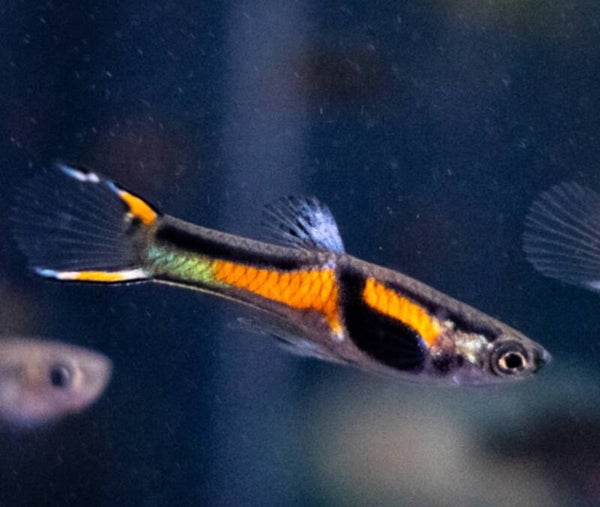 Black Bar Endlers Male