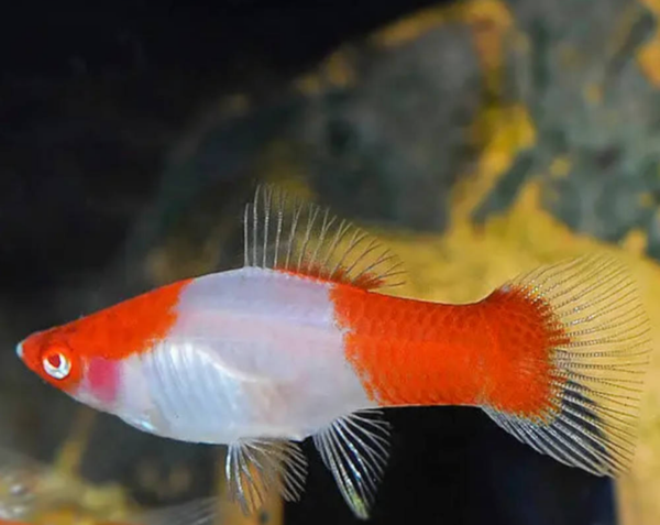 SWORDTAIL - Kohaku Red & White FEMALE