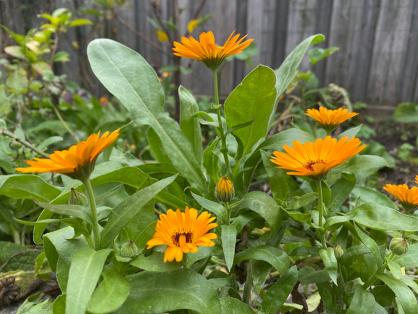 Workshop de kracht van Calendula 12 juli 2025