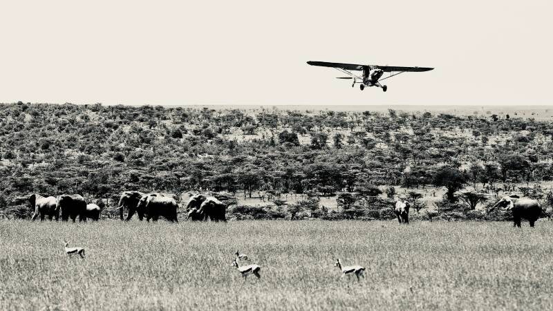 Piper Super Cub flying low over elephants and antelope in the Maasai Mara, Kenya, during Fly4Elephants operations. Silvertone field image representing conservation aviation, aerial wildlife support, and bush flying in East Africa.