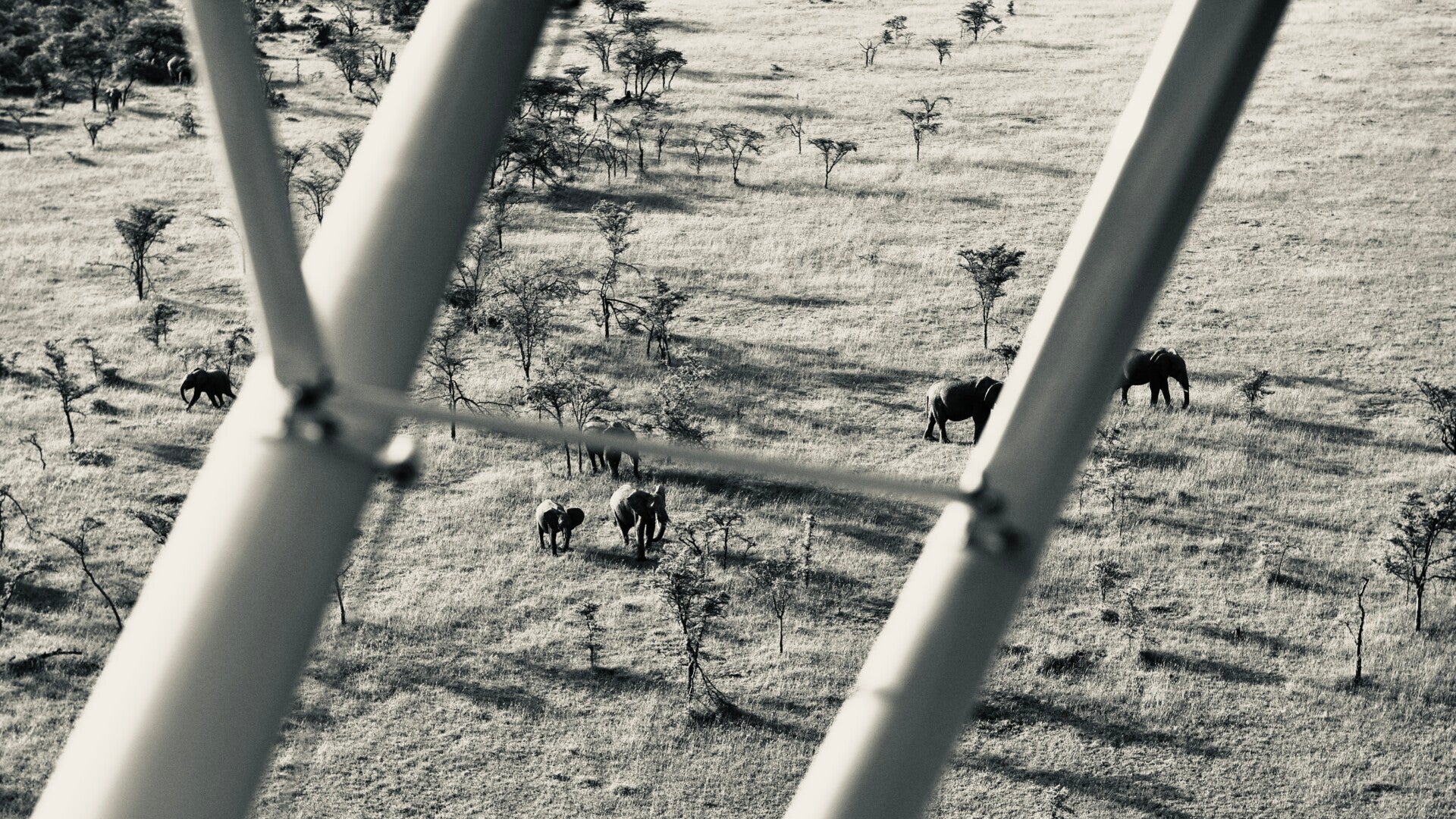 Elephants seen from Marcel Romdane’s Piper Super Cub during Fly4Elephants patrol flying in Kenya, viewed through wing struts above the Maasai Mara. Silvertone conservation aviation image showing aerial wildlife observation and bush flying in East Africa.