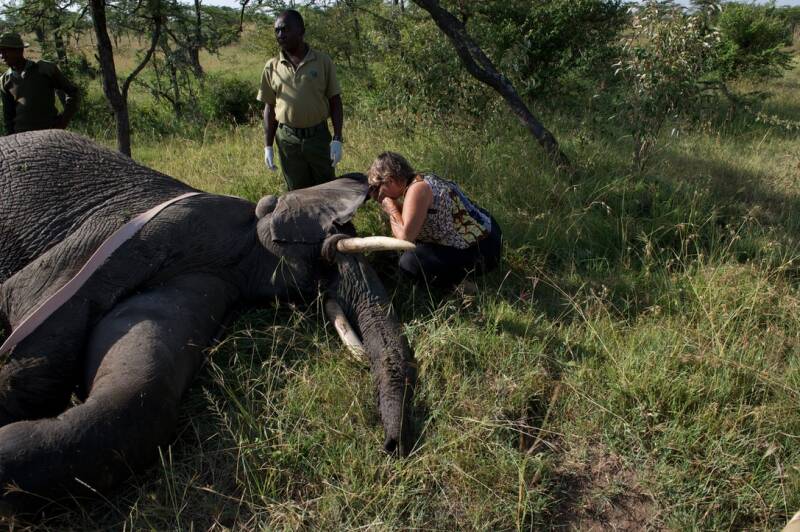 Anette comforting Toto, a tranquilised adolescent elephant bull, during a Fly4Elephants rescue in the Maasai Mara. Photo by Marcel Romdane for What Could Possibly Go Wrong? showing the aftermath of poaching and field conservation efforts.