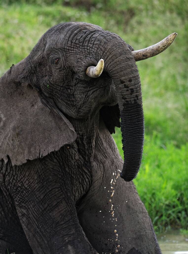 Toto the injured young bull elephant, photographed in the Maasai Mara, Kenya (2013). Suffering alone with a swollen leg—symbol of broken conservation promises, from Chapter 'What’s in a Name?' in Marcel Romdane’s memoir ‘What Could Possibly Go Wrong?’