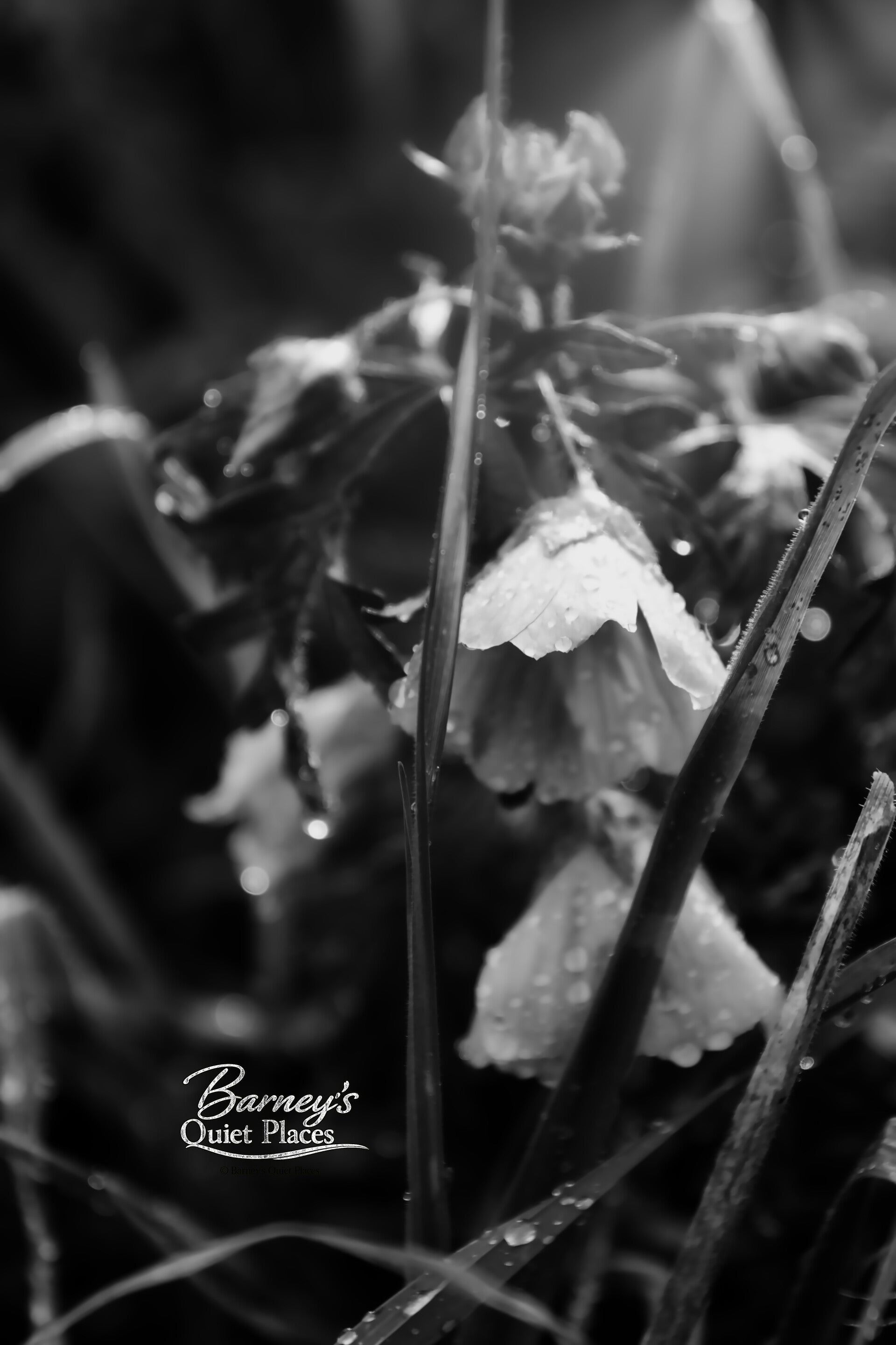 Tropfenblüte – Makrofotografie