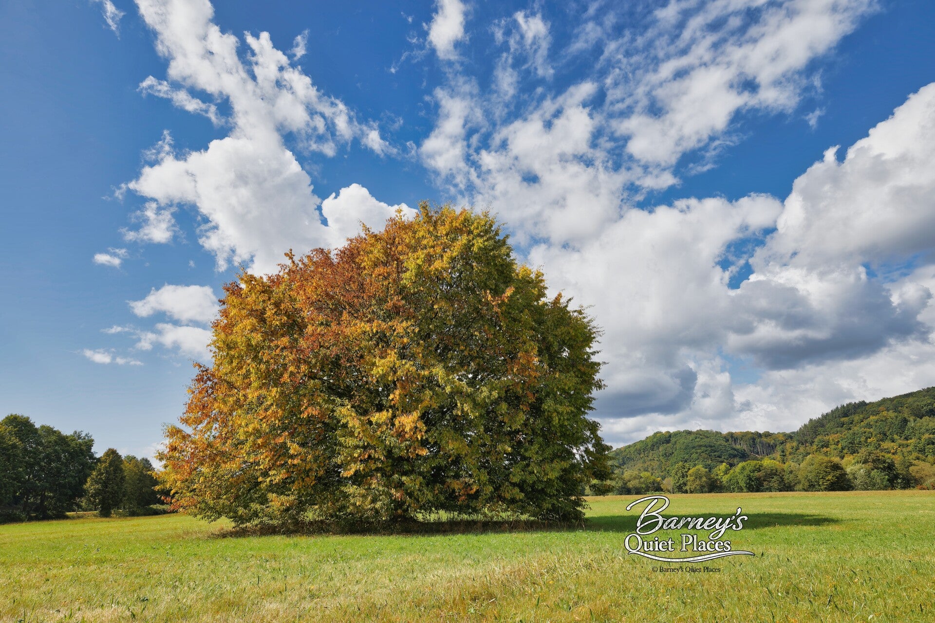 Herbstbaum