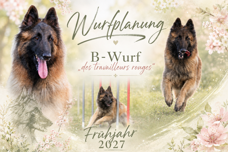 Tervueren Welpen Wurfplanung