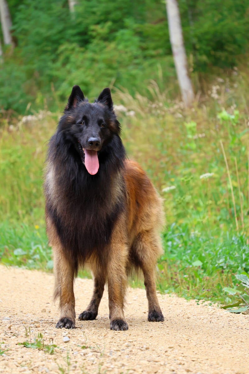 Crazy von den Hugenotten "Romeo"