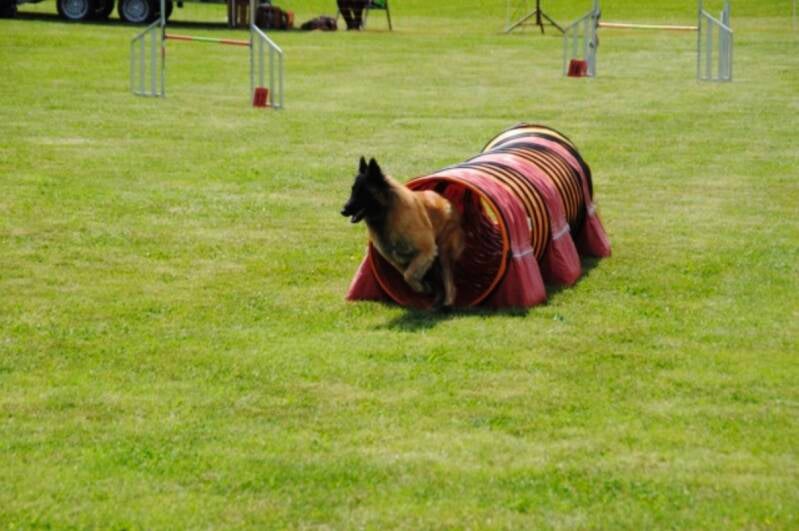 Agility Hundesport