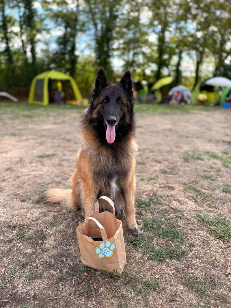 Agility Tervueren