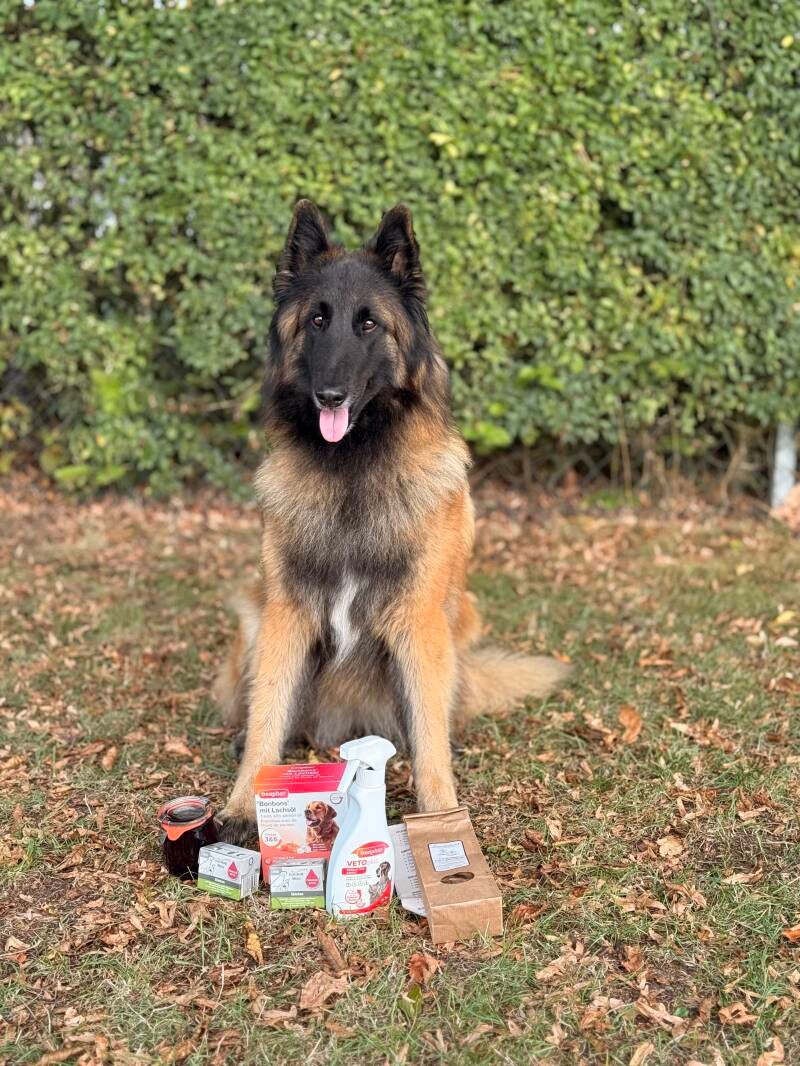 Tervueren Agility Chia Rouge vom Wanner Mond