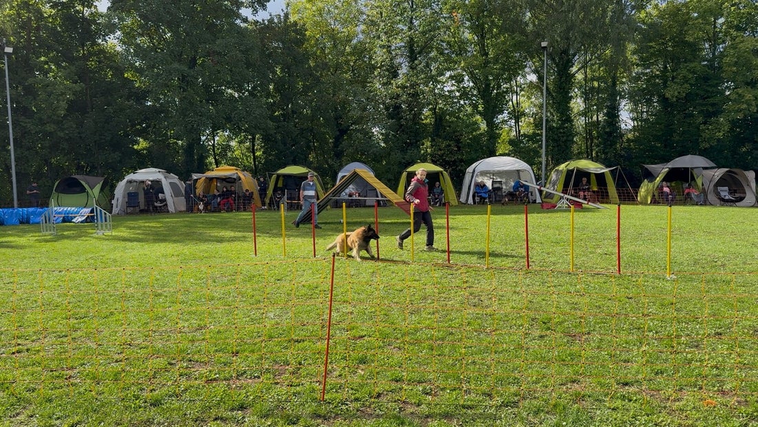 Tervueren Agility