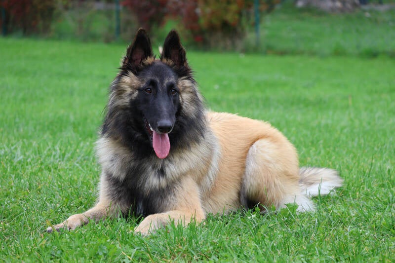 Tervueren Arbeitslinie Welpe