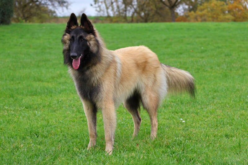 Lea Koch Tervuerenzucht Arbeitslinie