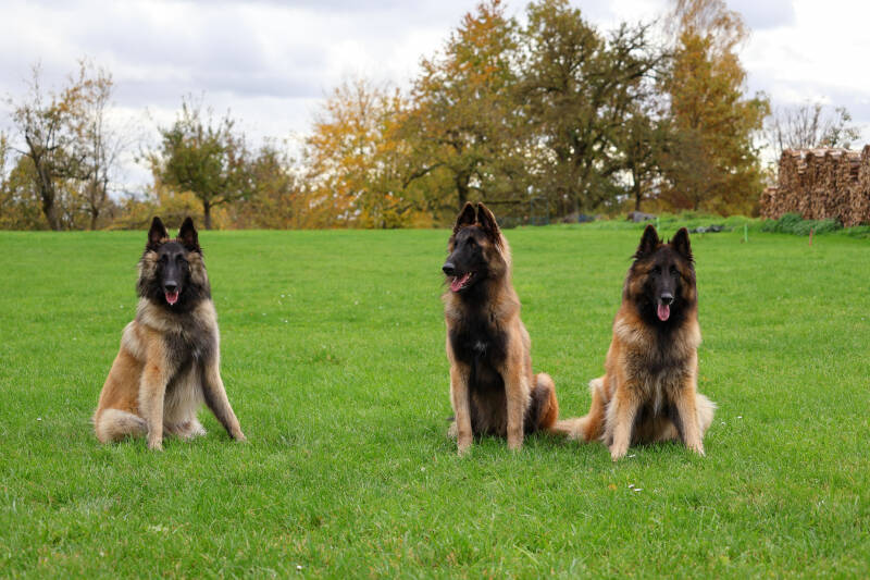 Tervueren working dog