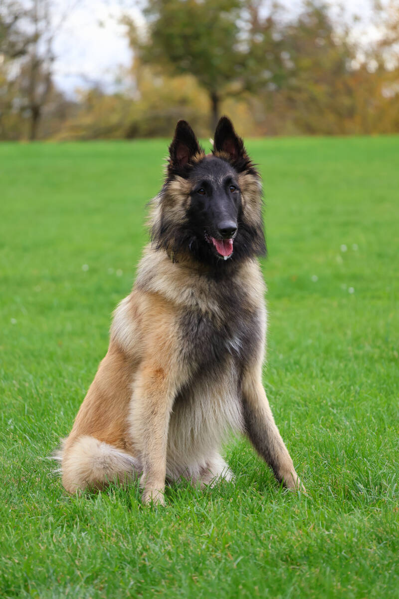 Tervueren des travailleurs rouges