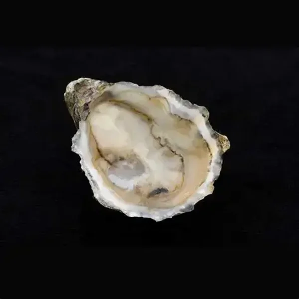 OSTRAS FRANCESAS 1/2 CONCHA CALIBRE 2 CAJA 48 PIEZAS