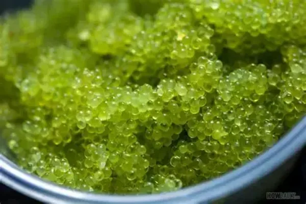 TOBIKO WASABI 500 GRS
