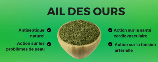 Ail des ours
