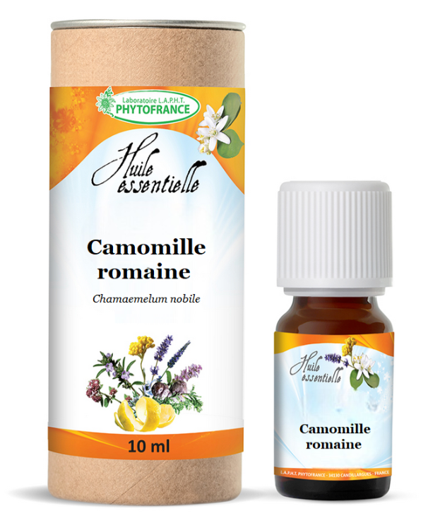 Camomille Romaine