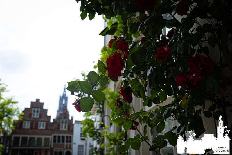 devlin_fotografie_1778439135_3894152171658714629_26437950859-standard.jpg