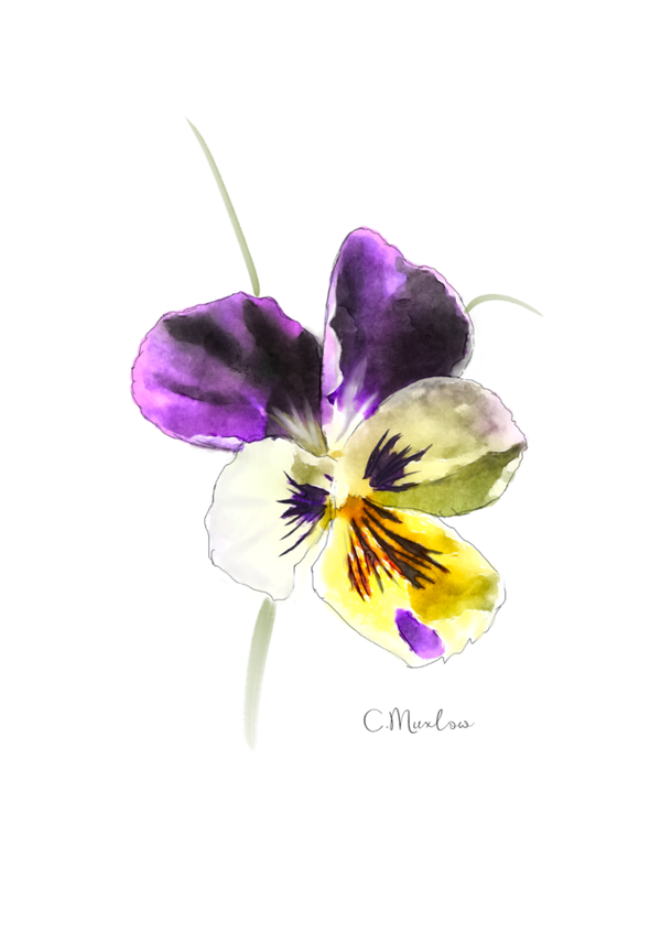 Pansy