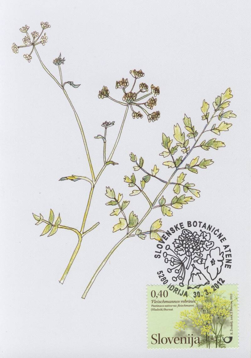 89_slovenske-botani-ne-atene_fleischmanov-rebrinec_mk-standard.jpg