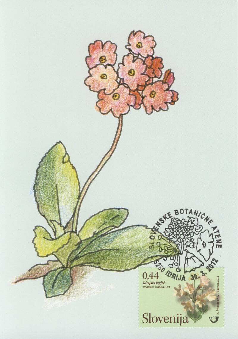 90_slovenske-botani-ne-atene_idrijski-jegli-_mk-standard.jpg