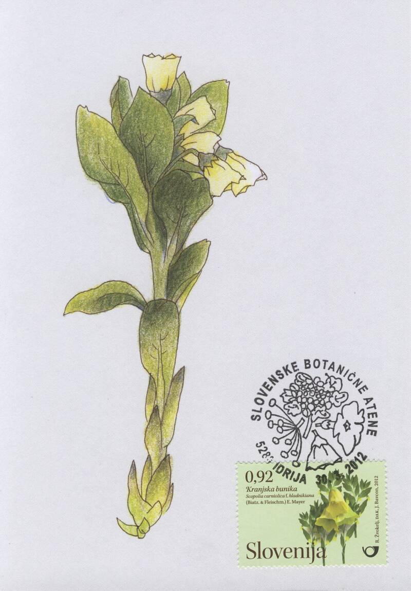 92_slovenske-botani-ne-atene_kranjska-bunika_mk-standard.jpg