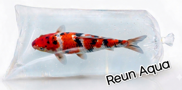 Poche en plastique (qualité alimentaire) pour transport de poissons XL