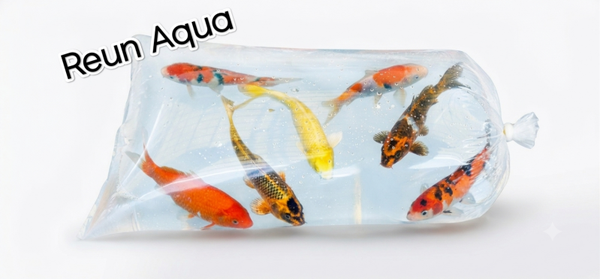 Poche en plastique (qualité alimentaire) pour transport de poissons L