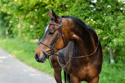 elite thin rounded bridle