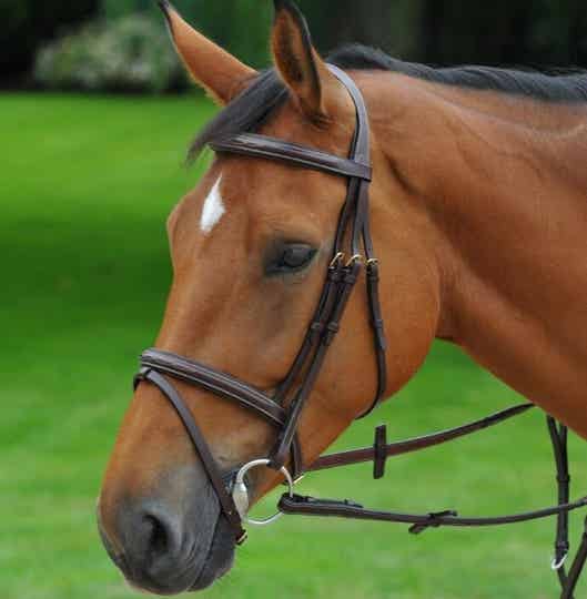 Ikonic fancy raised flash bridle