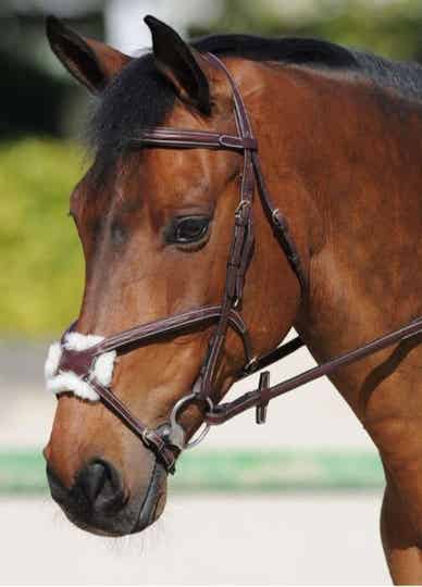 Ikonic grackle bridle