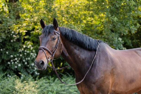 evolution anatomic bridle