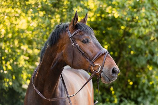 elite anatomic bridle