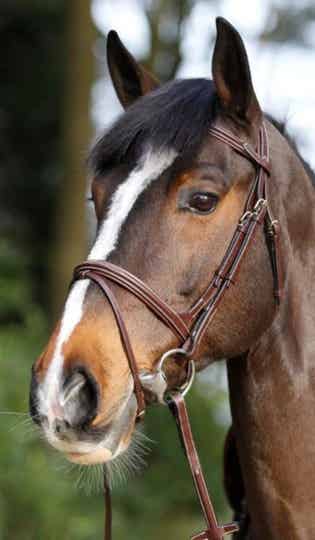 Ikonic slimline anatomic flash bridle