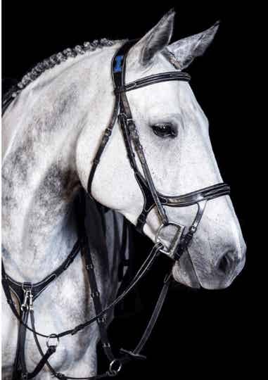 Ikonic elite bridle with thick anatomic headpiece.