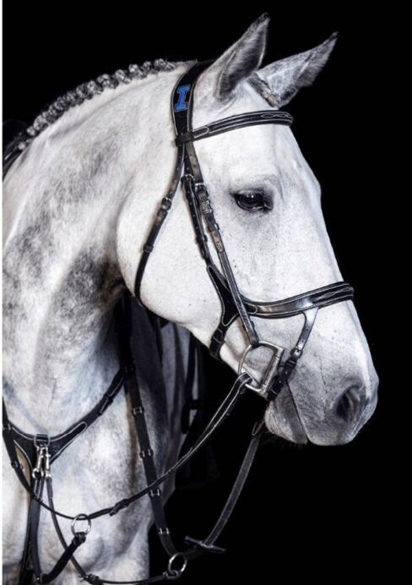 Ikonic elite bridle with thick anatomic headpiece.