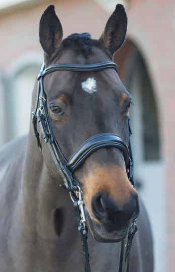 Ikonic anatomic dressage double bridle