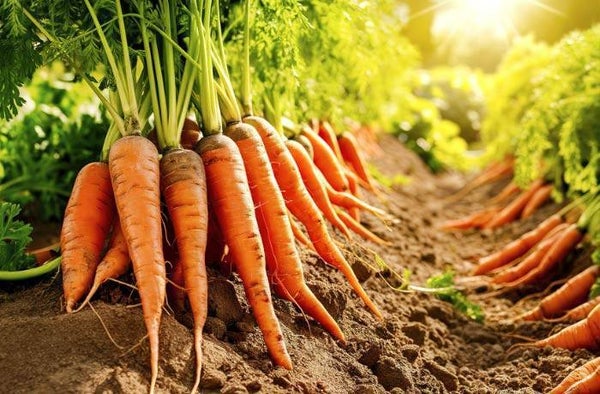Carote fresche