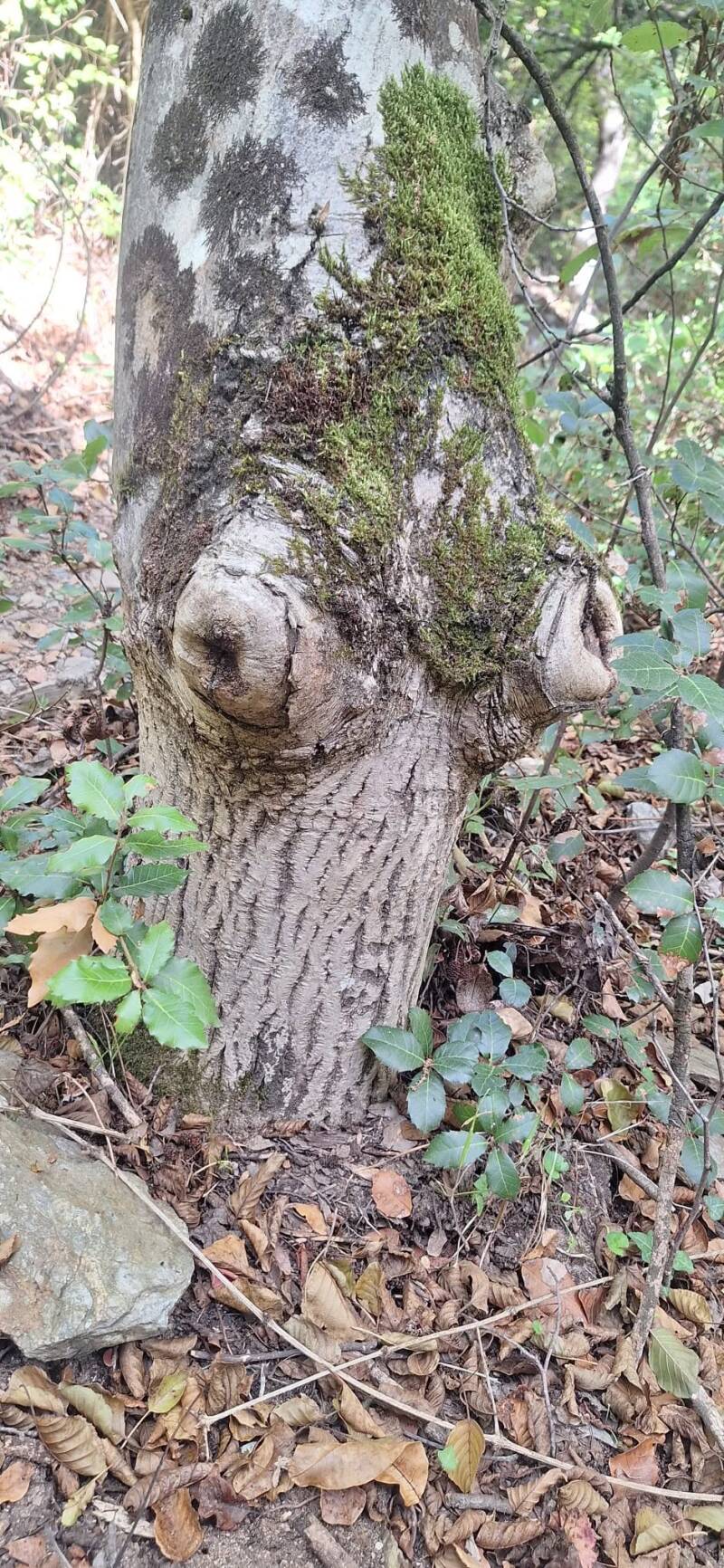 Sono una Guida Ambientale Escursionistica e organizzo esperienze nella natura in Sardegna, tra trekking, cammini, paesaggi costieri, montagne, siti archeologici e racconti di storia locale. Propongo attività per chi desidera scoprire il territorio con cal