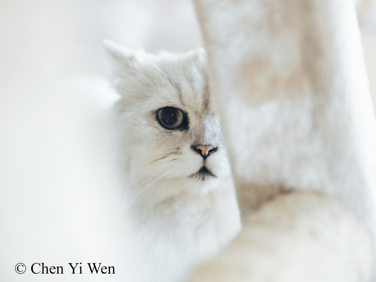 Als de kat van huis is / Kortverhalen | Young adult auteur Inge Sleegers