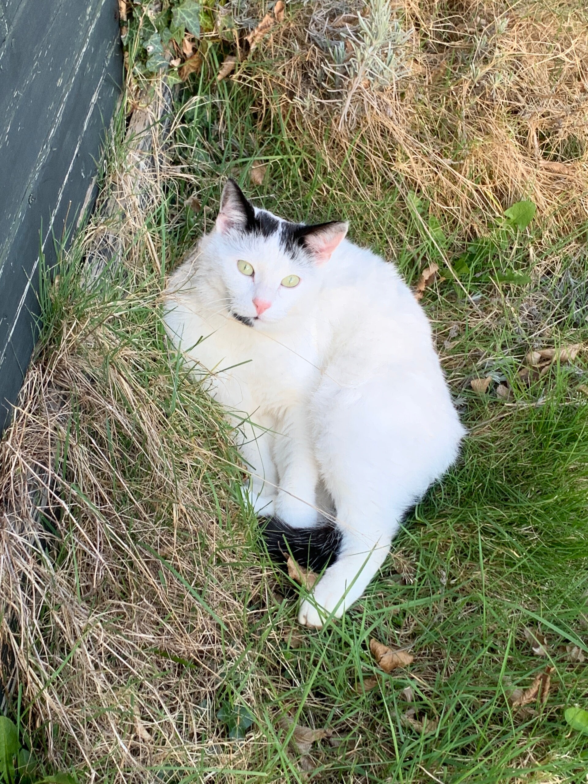 foto van witte kat