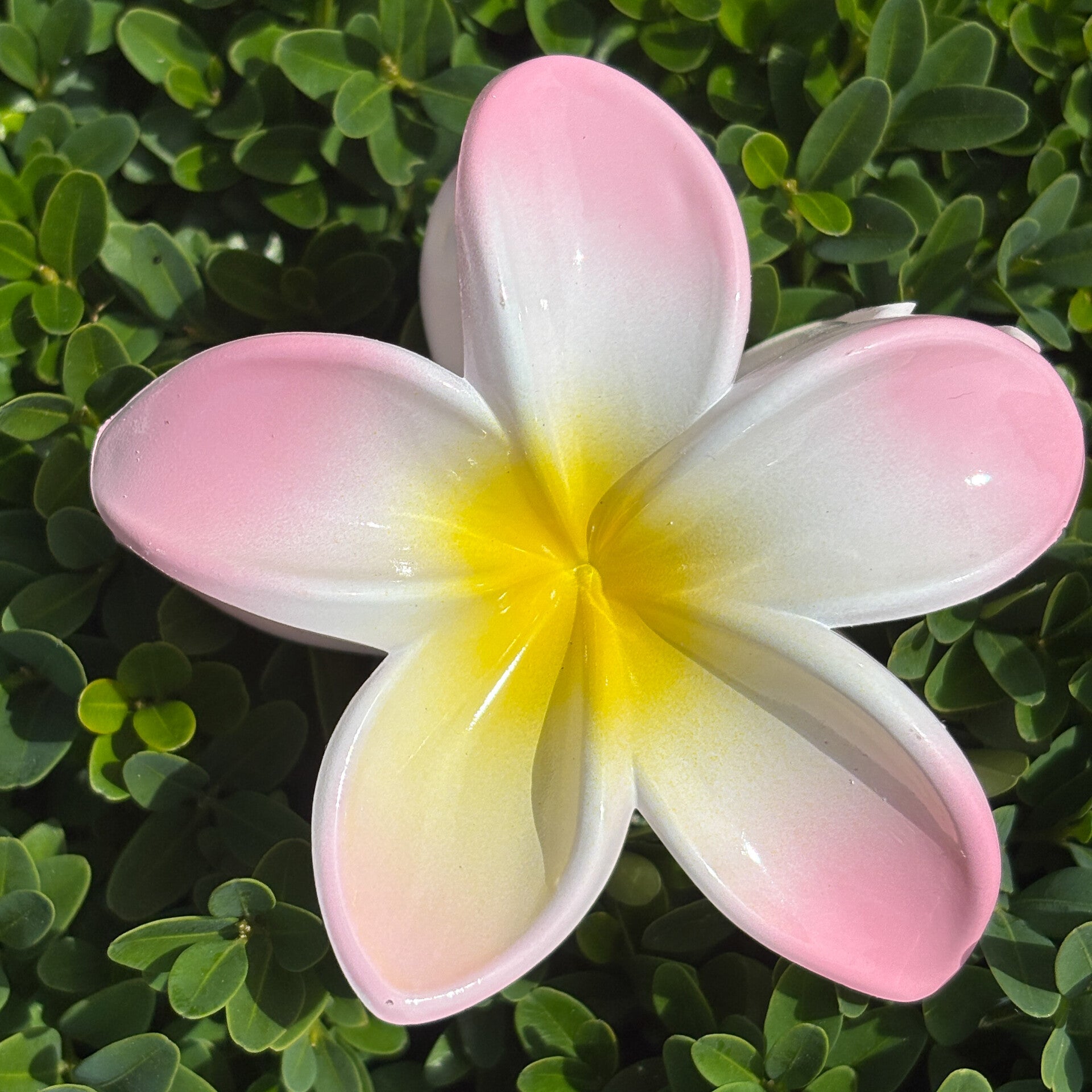 Speld tropische bloem, roze