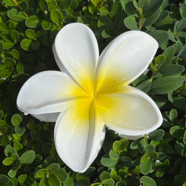 Speld tropische bloem, wit