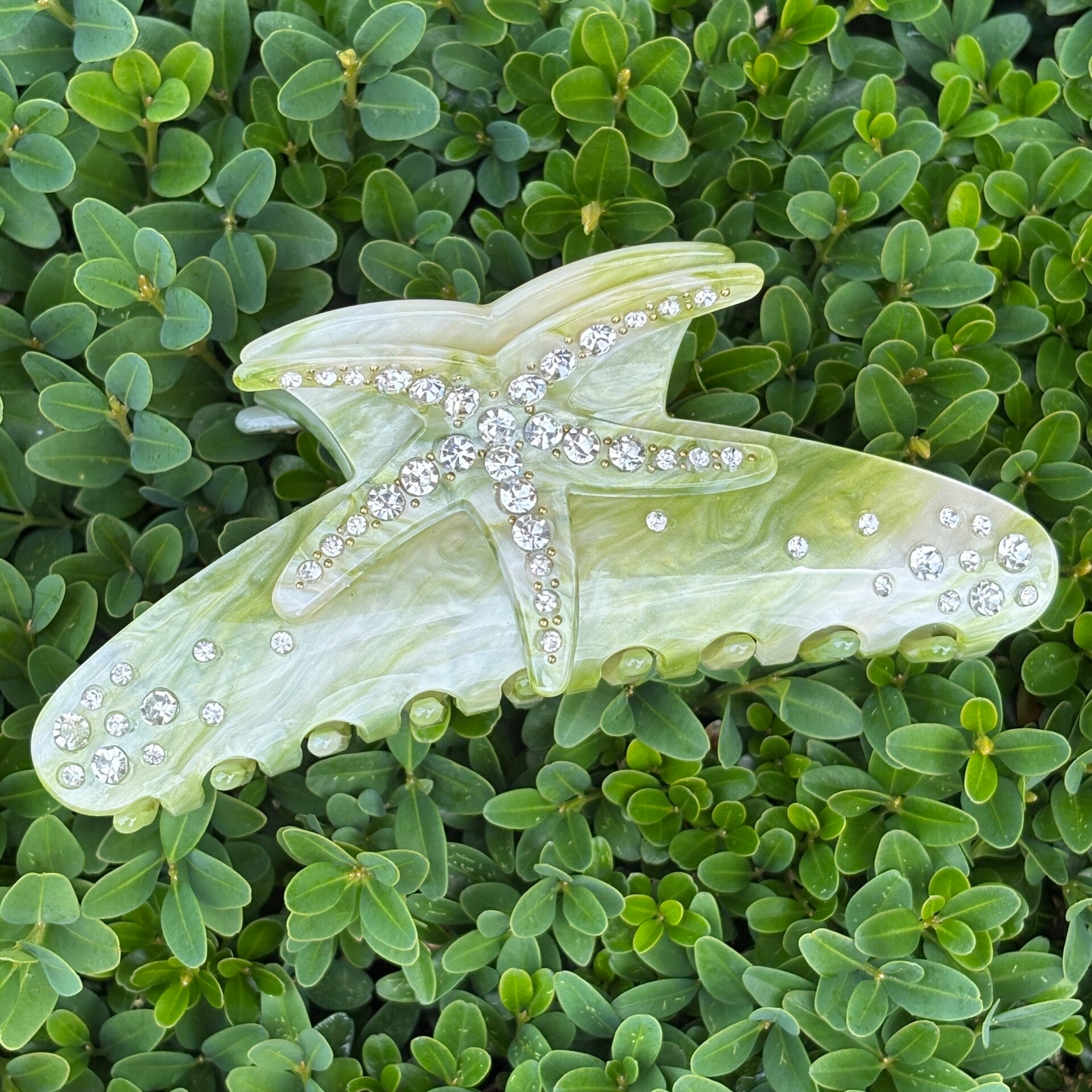 Speld zeester, groen